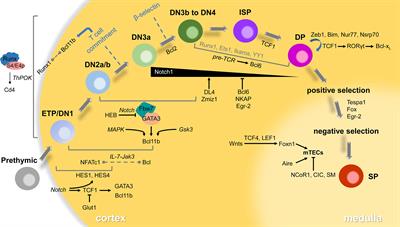 Transcriptional Regulation of Early T-Lymphocyte Development in Thymus